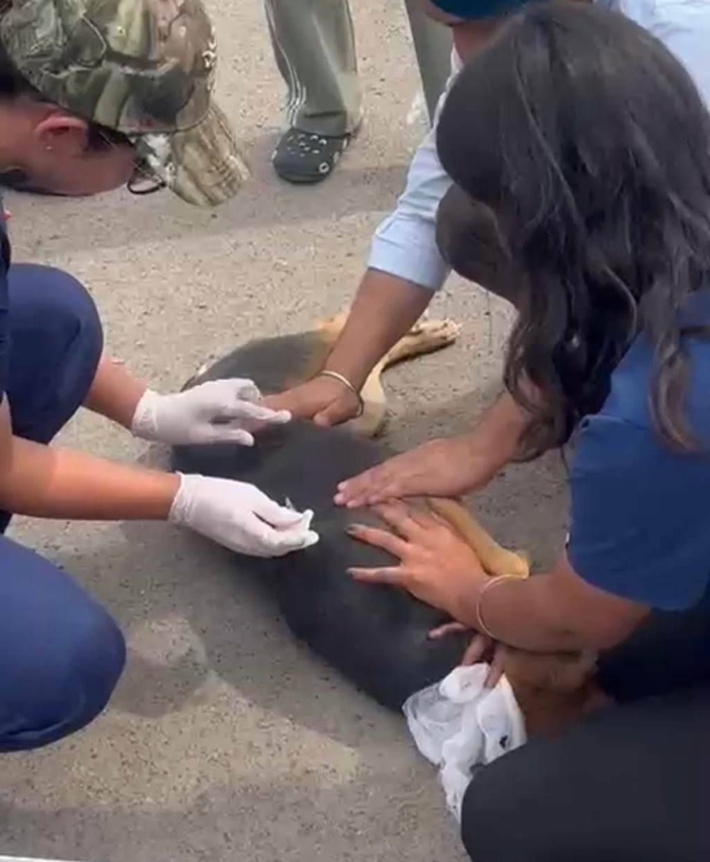 Vet Varsity gears up for free antirabies vaccination and deworming drive